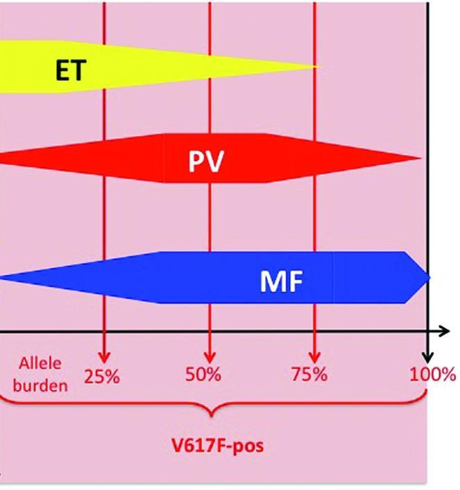 Allel frequentie JAK2 V617F mutatie varieert sterk PV en PMF vaak homozygoot Bloed