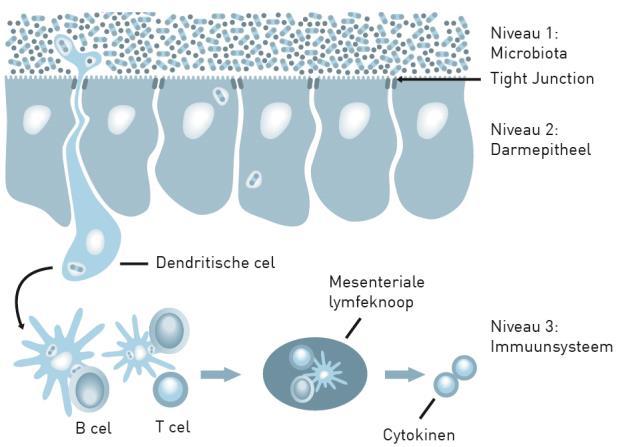 Daarnaast zijn ze belangrijk voor het in stand houden van de intestinale homeostase, het beschermen van het epitheel en het repareren van de mucosa [3].