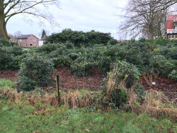 Hiervoor is dit ruimtelijk kwaliteitsplan opgesteld. Figuur 13 De bestaande Rhododendron s blijven behouden De nieuwe kavel wordt ontsloten ten oosten van de woning.