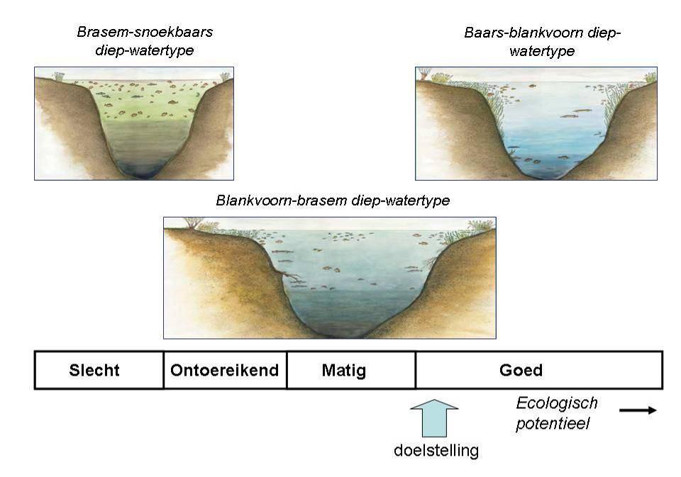 Bij dit milieu past een visgemeenschap die te karakteriseren is als de overgang van het Blankvoorn-brasem diepwatertype naar het Baars-blankvoorn diep-watertype (zie Figuur 1).