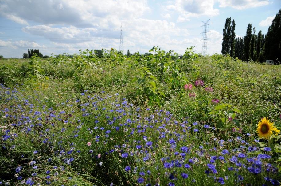 toeristisch project de Zuidrand dat Smaakt! en een Open ruimte project.