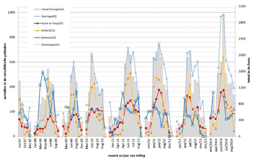 3.2 Resultaten 3.2.1 Gewone zeehonden 3.2.1.1 Tellingen in het Eemsgebied Het maximum aantal gewone zeehonden in het Eemsgebied, 3048 dieren, is geteld op 23 juni 2014.