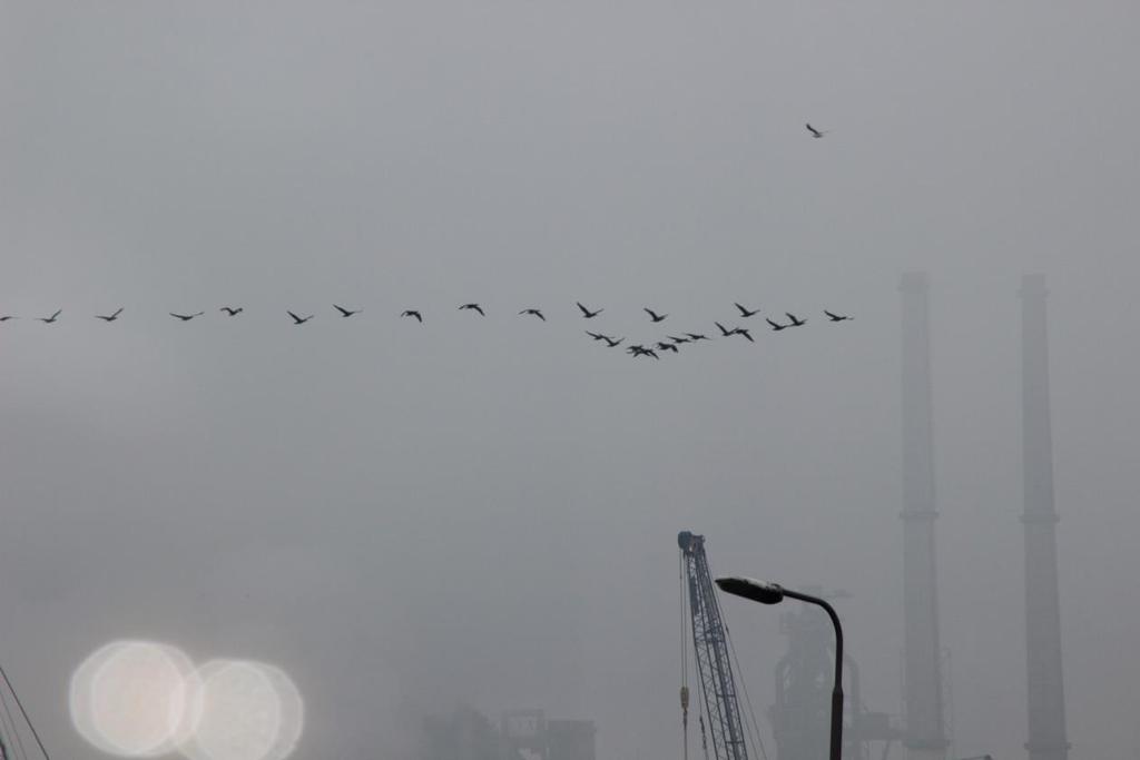 Onderwerp Overleg werkgroep WP Spuisluis Pagina 3 van 7 Ook heeft hij Eneco en het Burreau Waardenburg aangegeven dat de genoemde meeuwen op verschillende hoogtes vliegen, tot zelfs ver boven de