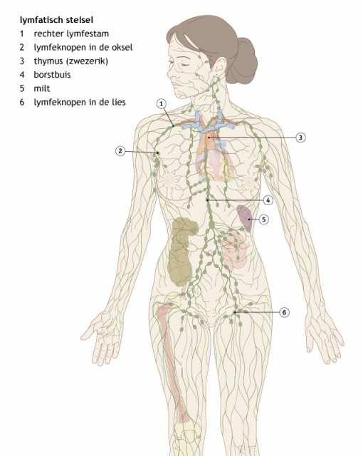 2. Lymfatisch stelsel 3. Verschijnselen Zwelling Vermoeid of zwaar gevoel Pijn Tintelingen beperkingen in beweging huidafwijkingen kledij die begint te knellen 4.