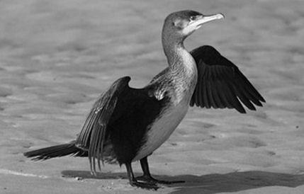 Waargenomen soorten jaarvogel zomervogel jaargast zomergast wintergast trekvogel Aalscholver Appelvink Beflijster Blauwe Kiekendief Blauwe Reiger Boerenzwaluw