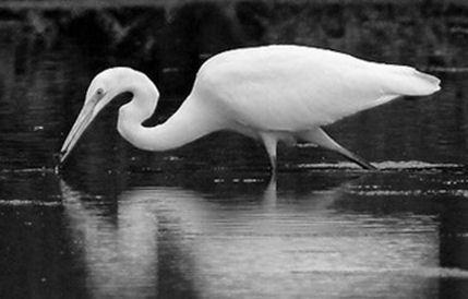 Waargenomen soorten jaarvogel zomervogel jaargast zomergast wintergast trekvogel Geelgors Goudvink Grasmus Graspieper Grauwe Gans Grauwe Vliegenvanger Groene Specht Groenling Grote