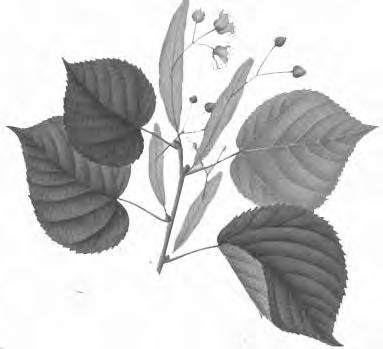 De Lindeboom 3 Wil Schulpen NATUUR Linde (Tilia) is een geslacht van bomen uit de kaasjeskruidfamilie (Malvaceae).