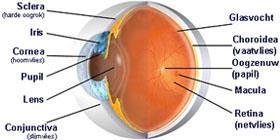 Inleiding Het menselijk oog heeft een belangrijke functie voor de mens en bestaat uit verschillende onderdelen.