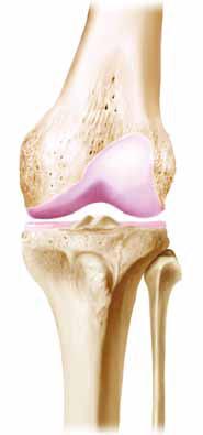 De Knie Het kniegewricht lijkt ruwweg op een scharnier. In het kniegewricht komen twee botten bij elkaar; het bovenste deel van het scheenbeen en het onderste deel van het dijbeen.