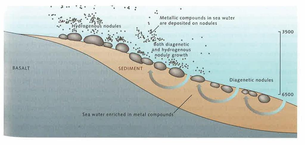 * Hoe nodules groeien 1. Opgeloste metaaldeeltjes slaan neer rond nucleus 2. Verdere groei: a. Hydrogeen proces: metaaldeeltjes zinken in water en slaan neer b.