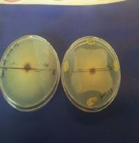 Tabel 4.2 Identificatie van bacteriële isolaten uit groeisubstraat van amaryllis (kk=kleikorrels en p=perliet). Isolaat nr.