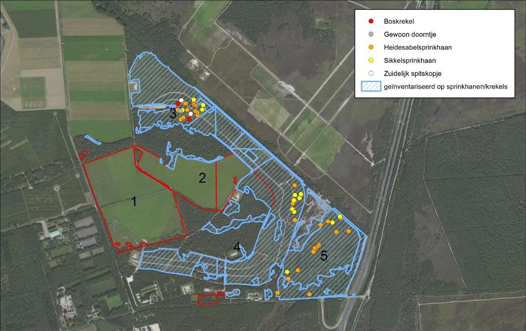 Figuur 4e: Sprinkhanen (veldsprinkhanen behalve blauwvleugelsprinkhaan) op de Arnhemse Heide, waargenomen door de vrijwilligers in 2016.