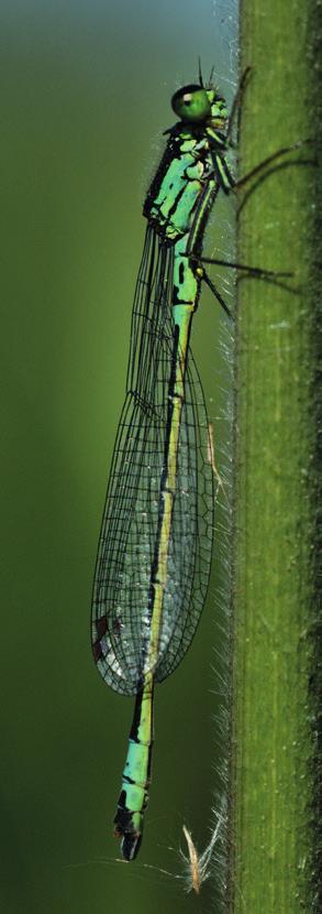 Gedragscode natuurbeheer 2016-2021 Een uitgave van de Vereniging van Bos- en Natuurterreineigenaren (VBNE) Princenhof Park 9 3972 NG Driebergen 0343-745250 internet: www.vbne.nl e-mail: info@vbne.