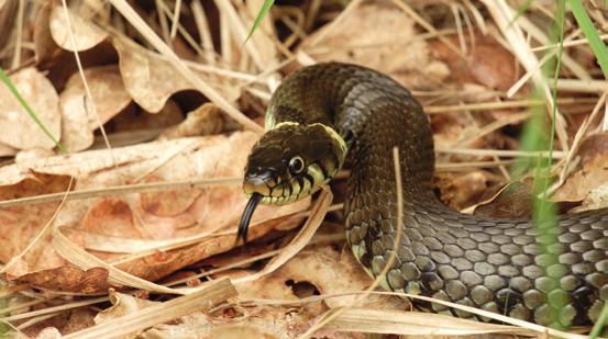 Professionele beheerders gaan verder De Gedragscode natuurbeheer beschrijft de basisvoorwaarden die nodig zijn om maatregelen zodanig zorgvuldig uit te voeren dat zwaarder beschermde soorten daarbij