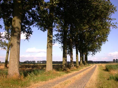 vrijstaande bomen in dit deel van de zak.