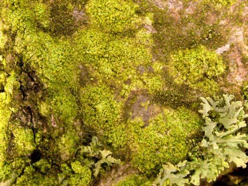 Trentepohlia-alg. De sterk toegenomen soort staat op de Rode Lijst.