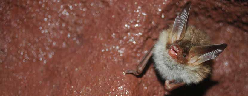 Telganger De Telganger is een uitgave van de Zoogdiervereniging April 2011 Voorwoord VONZ Noordse woelmuis VONZ Waterspitsmuis VONZ Braakbalonderzoek VONZ Boommarter NEM Hazelmuis NEM Koude