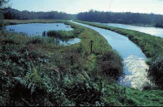 FEBRUARI 2002 JAARGANG 91 29 FIGUUR 7 De Tungelrooyse beek en links de besproken plagplek in de Kruispeel ten noorden ervan. Ook is de nieuwere plagplek ten zuiden van de Tungelrooyse beek te zien.