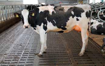 De familie Snels uit Minderhout (B) heeft in 2015 hun stal met 190 plaatsen uitgebreid: Onze koeien lopen veel vlotter en veel zelfzekerder uit de boxen dan in de