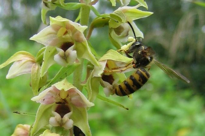 Wespen Wespen zijn kaal en verzamelen alleen nectar voor directe, eigen consumptie. Ze zijn als bestuivers minder belangrijk. De larven krijgen voornamelijk andere insecten als voedsel.