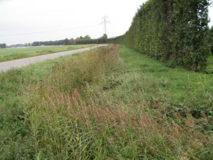 schonen. Bij baggeren wordt naast het verwijderen van riet ook de maatvoering van de sloot weer hersteld en geldt in principe hetzelfde als bij schonen.