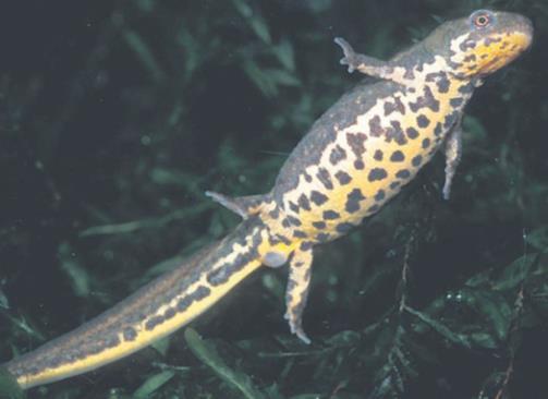 De rugkam is geel-zwart met ingesnoerde banden. T. boscai (LATASTE, 1879). Wordt gevonden op de West-Iberische eilanden en wordt 7-10 cm lang. Ze zijn licht grijs-bruin met een oranje buik.
