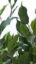 sierpot Ficus met groen blad geleverd in kunststof terracotta sierpot. Hoogte 0 cm.