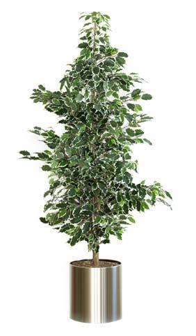 h 0 cm Extra s: Zinken sierpot, RVS sierpot cm, 00 0 RVS sierpot cm, 0 0 Hydrokorrels, 0 Ficus Benjamina groen 0cm excl.