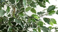 sierpot Ficus met bont blad geleverd in kunststof terracotta sierpot. Hoogte 0 cm. h 0 cm Ficus Hawaï bont 0cm incl.
