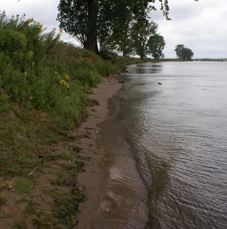 2 De oevers van de Maas straks Om de ecologische toestand van de Maas te verbeteren zijn traditionele natuurtechnische ingrepen bij de oevers niet voldoende, zij leveren geen of hooguit een matige