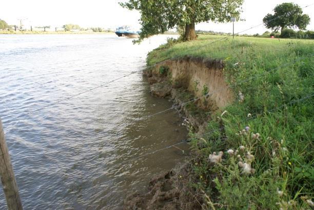 Op het landgedeelte is de vegetatie in het verloop van tijd wat gevarieerder geworden. Het traject ten noorden van de uitstroom van de Maasarm bestaat vooral uit bos en struwelen.