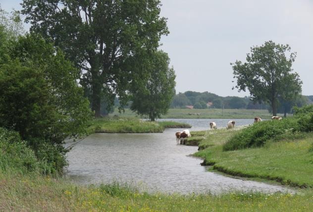 De breuksteen drempels tussen de bomeneilandjes, die de oeverzone beschermen, zijn blijkbaar laag genoeg om een aanzienlijke golfslag van de scheepvaart toe te laten.