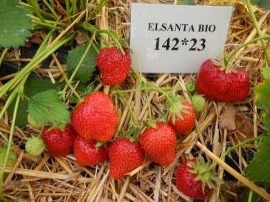 ELSANTA Midden (midden vroeg) Zeer stevig en glanzend rood Zeer goed Prima smaak en sterk aroma Door stevigheid uitstekend Zeer