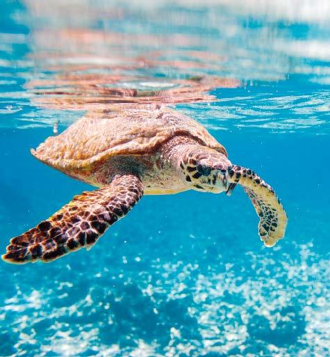 De belangrijkste eilanden zijn Mahé, Praslin en La Digue. Het paradijs is pas sinds 200 jaar bewoond. De bevolking vormt een smeltkroes van diverse culturen.