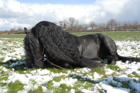 Selectiewedstrijden Tolbert Op 24 en 25 januari 2009 zijn de Friese competitie wedstrijden verreden in Tolbert.