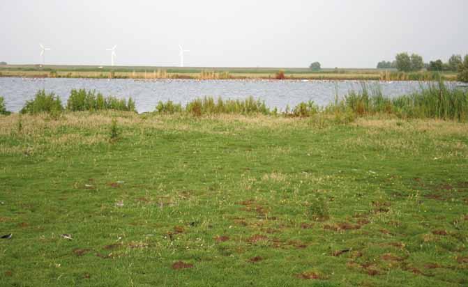 24 Door ganzen intensief begraasd grasland eind mei, ongeschikt voor weidevogels regelen mede naar aanleiding van de vangactie die in 2008 op Texel heeft plaatsgevonden.