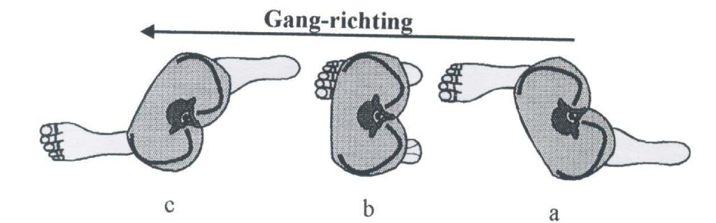 het bekken als volgt is. Aan het eind van een rechter stap (dus op het moment van hielkontakt rechts) staat het rechter femur in anteflexie-abductie-exorotatie ten opzichte van het bekken.