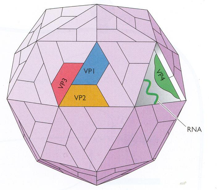 Virussen Een virus bestaat met name uit genetisch materiaal, het genoom, omhuld door een eiwitmantel (Figuur 1A), de kapsel of capside genoemd.