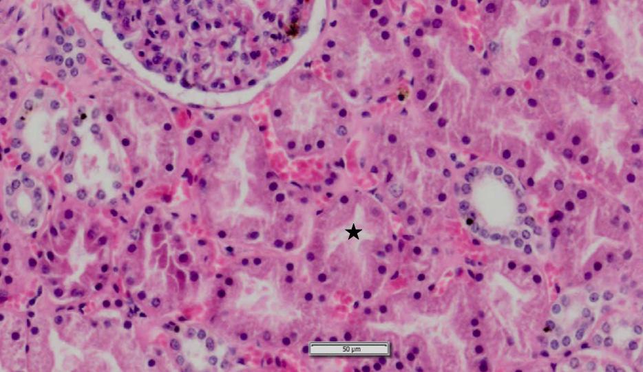 b l o k t o e t s 2 0 1 4-2 0 1 5 b l o k 1. 3 24 53. Zie bovenstaande afbeelding. Gegeven: De afbeelding betreft een histologische coupe (HE kleuring) van een nier.