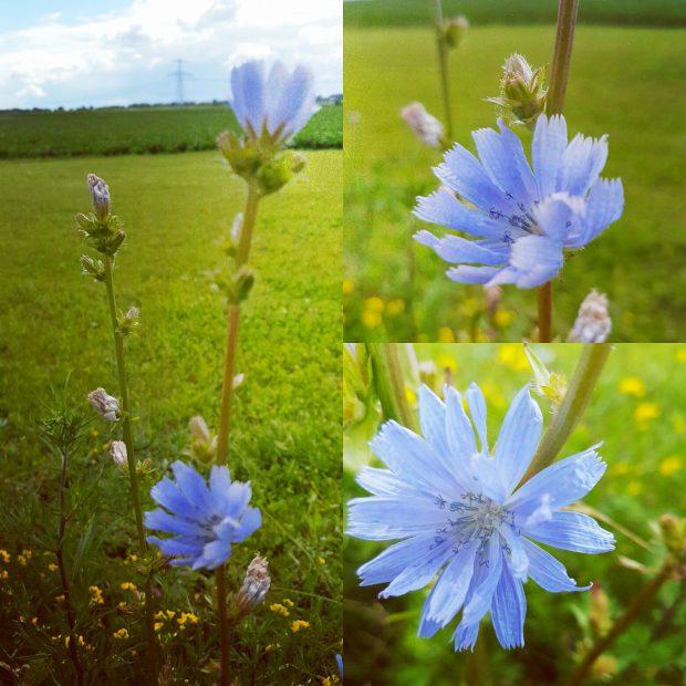 wil. N og meer mooie bloemen, er staan er daar zoveel dat ik er geen genoeg van krijg om ze op een plaatje te schieten.