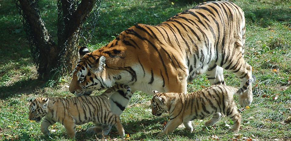 Een tijgerjong is ongeveer zo groot en zwaar als een literpak melk en ziet eruit als een pluizig bolletje.
