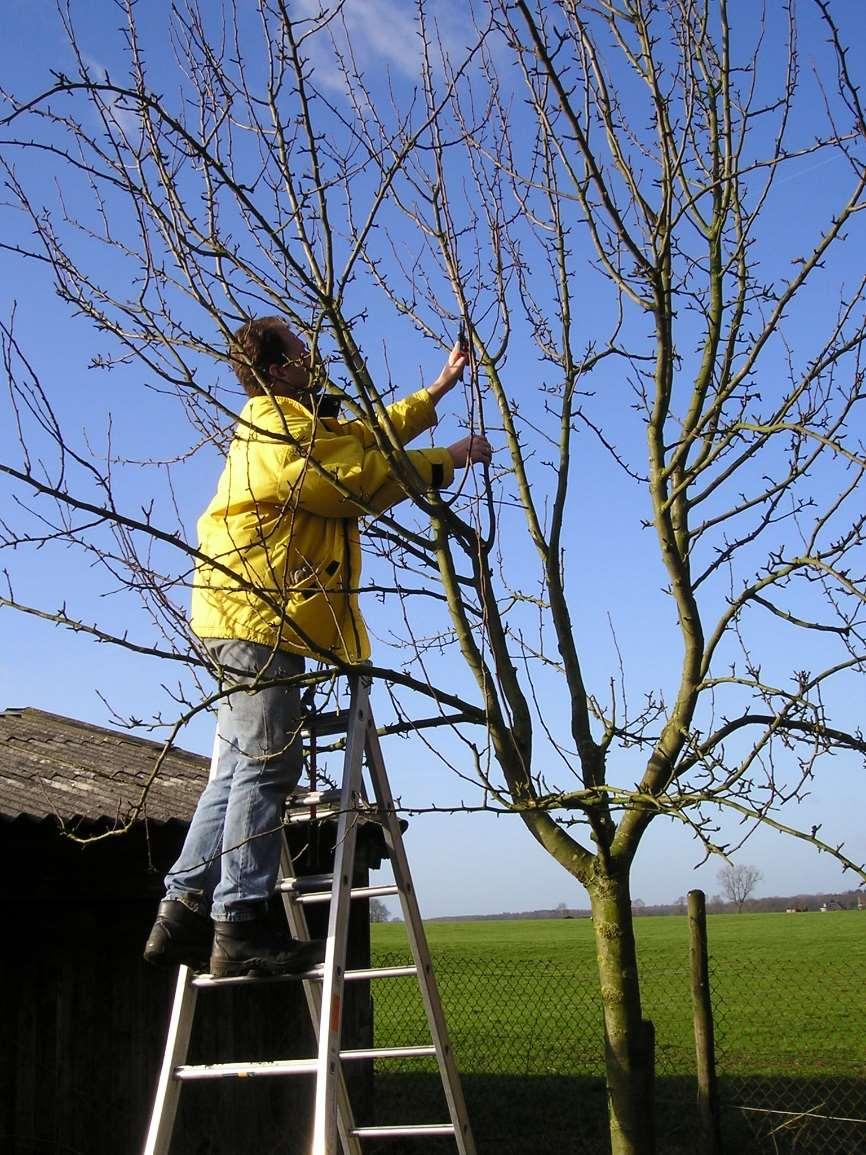 Fruitbomen: Soorten, boomdichtheid, aantal, omvang