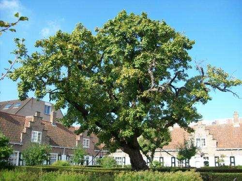 Leeftijd en opbouw Verhouding jong (< 20 j), volwassen (20 60 j) en oud (> 60 j) In het vooruit plannen en planten Fruitsoort