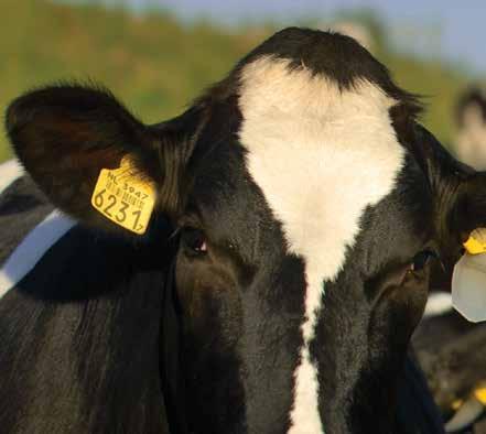 Het beroep van melkveehouder behoort niet tot de meest gewilde beroepen. Dat is jammer, want dat zou wel zo moeten zij n. De rol van de landbouw zal in de toekomst alleen maar groter worden.