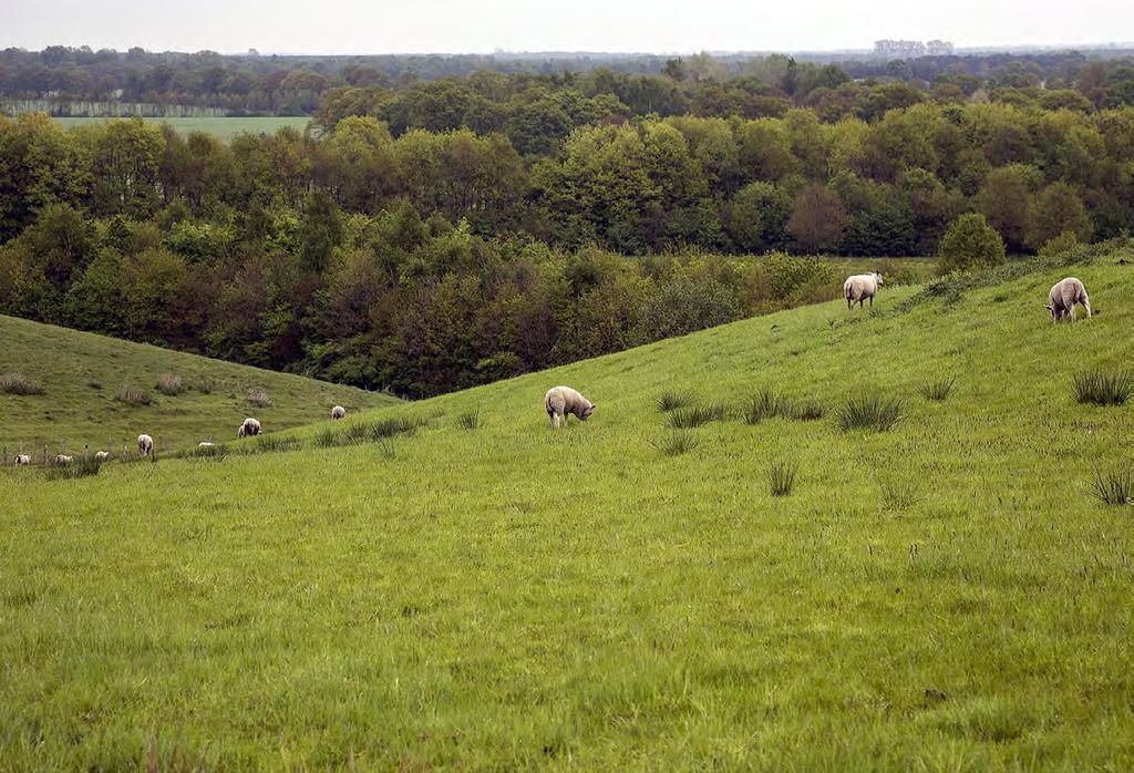 Een eindje om met Het Drentse Landschap Wandelroute De Blinkerd en