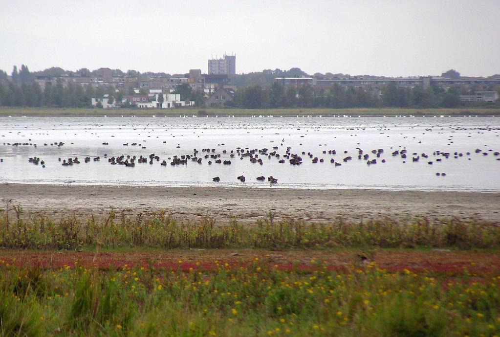 Markiezaat Natura 2000 Instandhoudingsdoelen (IHD) voor trek- en wintervogels Voedsel en rust Aantal Voedsel en rust Aantal Fuut 200 Bergeend 250 Geoorde Fuut 50 Smient 1.