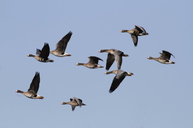 Soorten zonder instandhoudingsdoel: Slaapplaats voor veel vogels Oude land Wulp 500-1.