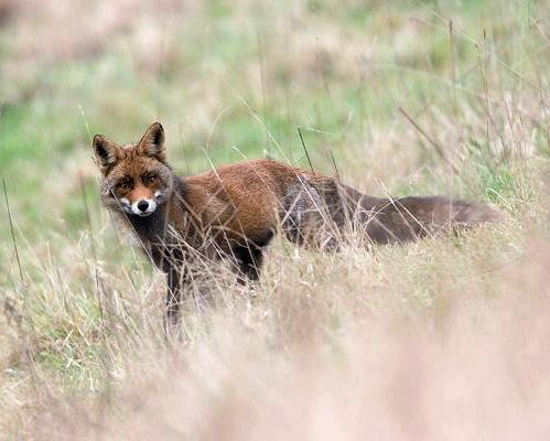 Markiezaatsmeer Spuitkop Spuitkop Voormalig schor (voedselrijke