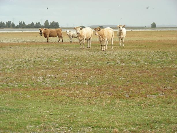 Strandvlaktes: overal ter wereld een