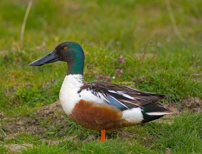 Slobeend-groep: kleinschalig, ondiep (matig) voedselrijk open water; nat grasland Nederland: 43% afname sinds 1990 Markiezaat: 44% afname sinds 1990 120 100 Slobeend Markiezaat